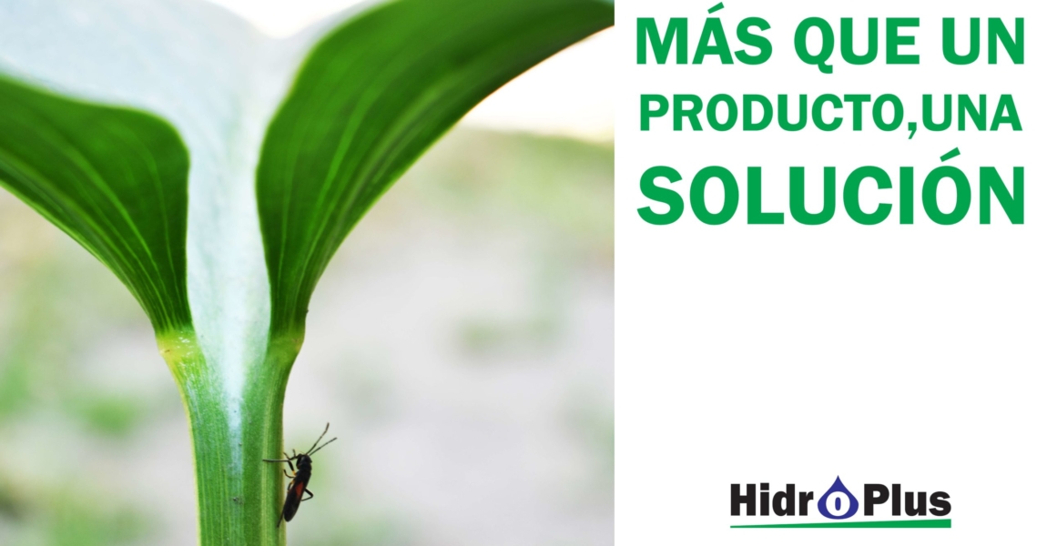 Hidroplus
